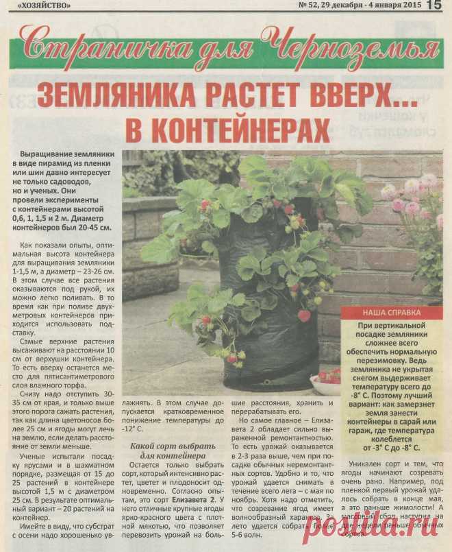 Земляника растет вверх... в контейнерах