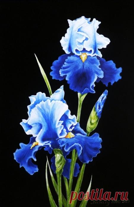 Стихи об ирисах.Рисунки и картины
