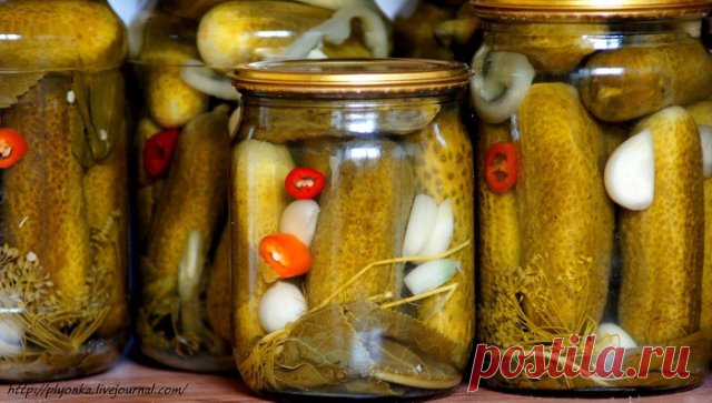 Огурцы соленые зимой - любимая закуска  и является необходимым дополнением к картошечке!
Огурцы наши домохозяйки заготавливают солеными, малосольными, маринованными, а так же добавляют в салаты, солянки.
Огурцы на зиму заготавливают практически все сельские жители и большинство городских домохозяек.
Солят огурцы в банках, в кадках, в пищевых мешках. Хранят соленые огурцы в погребах. Очень широко распространено маринование огурцов. Рецептов огурцов очень много и у каждой хозяйки они разные.
Мар