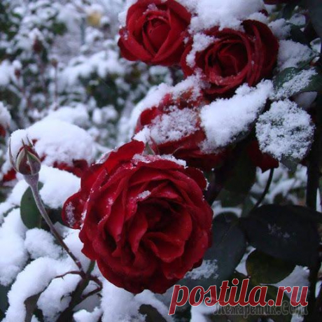 Готовим розы к зиме – 13 полезных советов для начинающих цветоводов