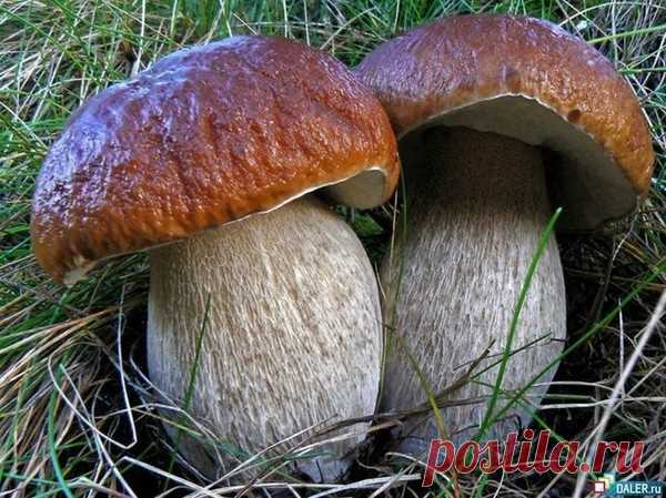 невероятно красивые осенние открытки!!! чудесно!!!!!!!!!!! - КРАСИВЫЕ КАРТИНКИ. ВИДЕО. МИР, В КОТОРОМ МЫ ЖИВЕМ! - Группы Мой Мир