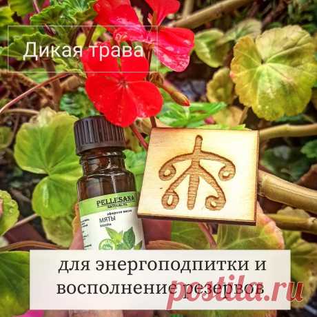 Мастер Дарья Ланд | Рунолог в Instagram: «Дикая трава мамы Бригит для энергоподпитки и восполнение резервов. 🌱  Имея большой запас энергии организм может повысить физическую…» 23 отметок «Нравится», 0 комментариев — Мастер Дарья Ланд | Рунолог (@mymagicalservices) в Instagram: «Дикая трава мамы Бригит для энергоподпитки и восполнение резервов. 🌱  Имея большой запас энергии…»