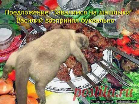 Котоматрица: Главная