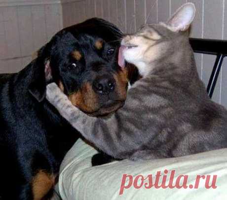 Обидели?! Да ты мой зайчик, иди я тебя пожалею!