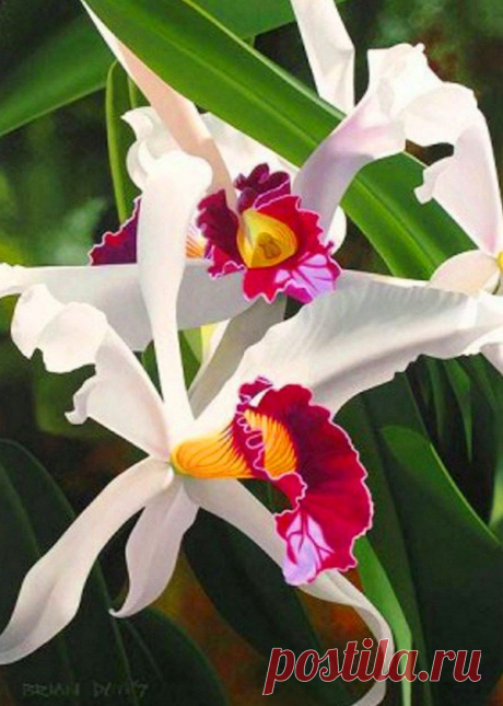 flores - Bing Изображения