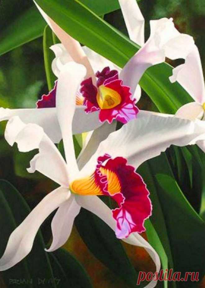 flores - Bing Изображения