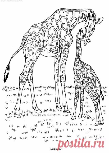 картинки с жирафом рисованным - 40 тыс. картинок. Поиск Mail.Ru