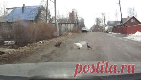 Криминальные разборки: наглая ворона заклевала кота