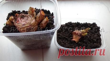 Как посадить ирисы, если вы купили их цветущими Как посадить ирисы, если вы купили их цветущими Собери букет цветов. Узнай название цветов, красивые цветы для любой девушки. Какие растения цветы, а какие нет. Сделай цветник своими руками и проверь как посажены цветы.