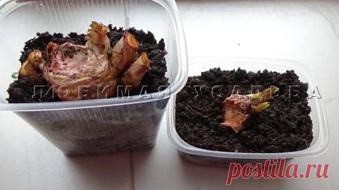 Как посадить ирисы, если вы купили их цветущими Как посадить ирисы, если вы купили их цветущими Собери букет цветов. Узнай название цветов, красивые цветы для любой девушки. Какие растения цветы, а какие нет. Сделай цветник своими руками и проверь как посажены цветы.