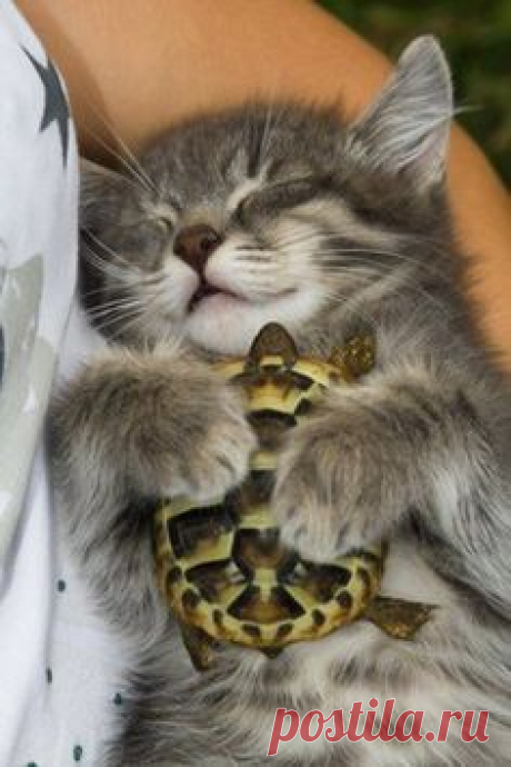 кот