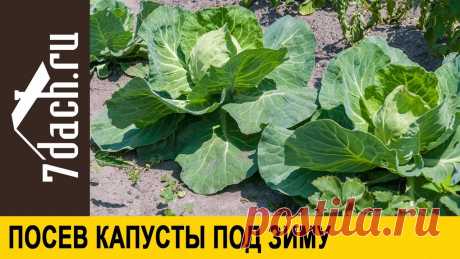 Посев капусты под зиму — авантюра или эффективный метод? Миллион советов на все случаи жизни!