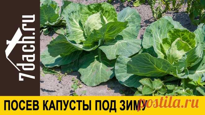 Посев капусты под зиму — авантюра или эффективный метод? Миллион советов на все случаи жизни!