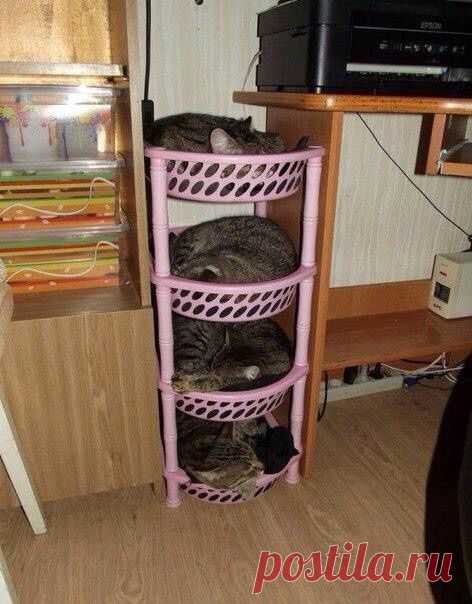 Как организовать котов / Для питомцев / ВТОРАЯ УЛИЦА