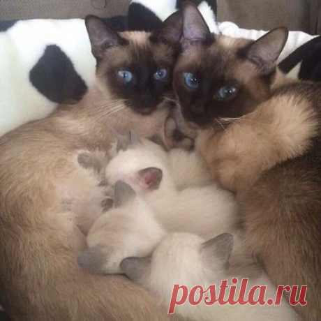 Семейный портрет )
