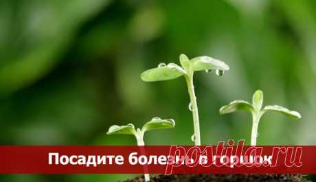 Посадите болезнь в горшок ~ Эзотерика и самопознание
