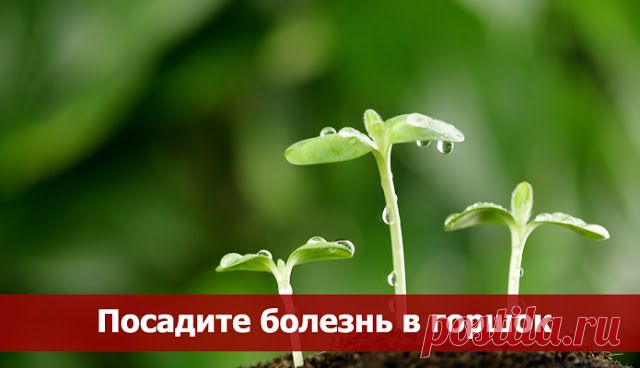 Посадите болезнь в горшок ~ Эзотерика и самопознание
