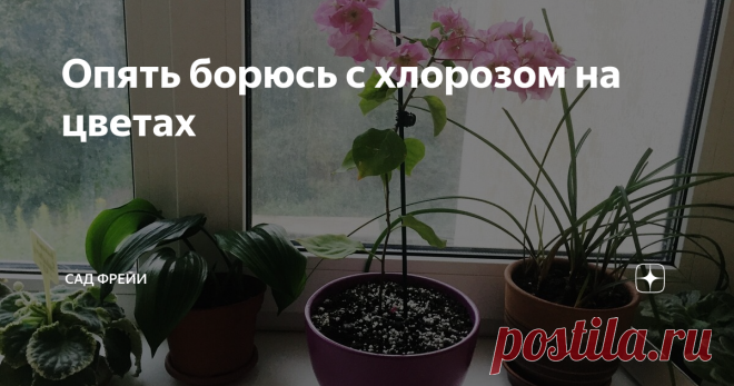 Опять борюсь с хлорозом на цветах Всем привет!
Бывает такое: все на подоконниках благонравно, а потом — бац! — как гром среди ясного неба видишь: кто-то из комнатных растений приболел или подъеден.
Последним переполохом в моем небольшом цветочном царстве был паутинный клещ на кротоне из Леруа. Боролись мы с ним месяца 3 точно: растюха была отправлена в ссылку в нежилую комнату, где бесконечно идет ремонт и нет (разумеется, пока!)
