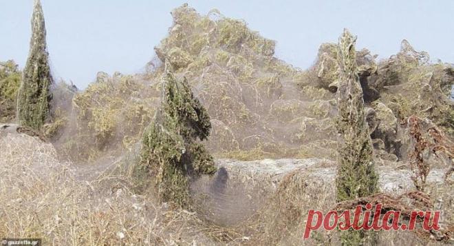 Гигантская паутина окутала озеро в Греции . Чёрт побери