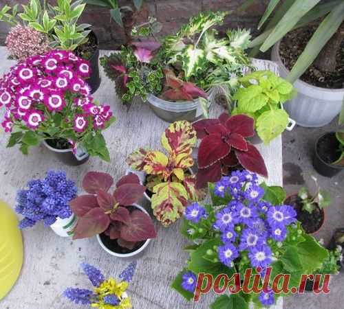 Общие рекомендации при высадке цветочной рассады