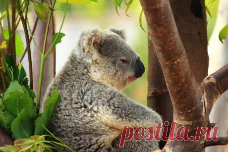 Задумчивая коала ;)