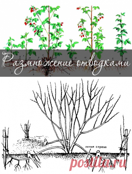 Размножение растений отводками — просто и легко.