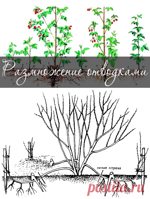 Размножение растений отводками — просто и легко.