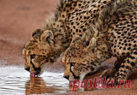 Дикие животные Африки на снимках Стивена Довера