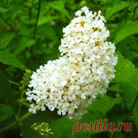 Буддлея - украшение вашего сада