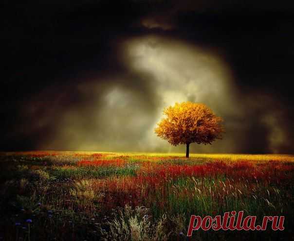 Лучшие фото – Пейзажи/Флора – Сообщество – Google+