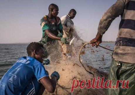 Массовое заражение рыбаков произошло в Сенегале | В мире