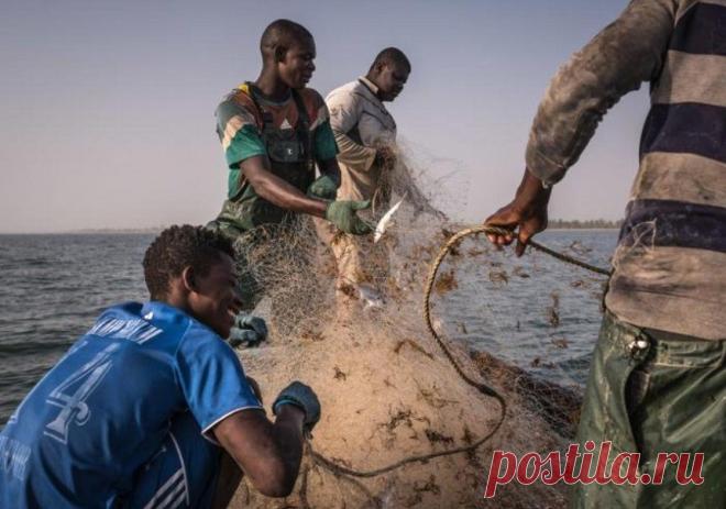 Массовое заражение рыбаков произошло в Сенегале | В мире