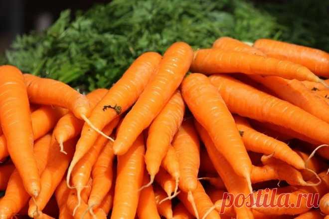 Сорта моркови устойчивые к морковной мухе Чем же опасна для урожая морковная муха? Этот маленький вредитель способен погубить большое количество урожая моркови, петрушки и сельдерея. Свое «темное» дела морковная муха начинает весной, когда по...