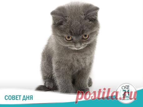 (4) Одноклассники