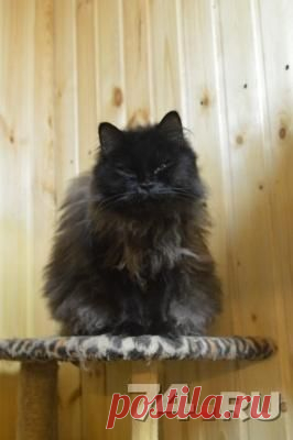 Лиза | Кошки