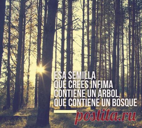 Из этой семечки, которая тебе кажется маленькой, может вырасти дерево, из которого может вырасти лес / Изучаем Испанский