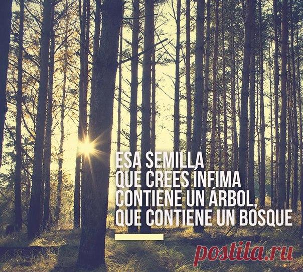 Из этой семечки, которая тебе кажется маленькой, может вырасти дерево, из которого может вырасти лес / Изучаем Испанский