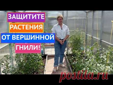 НОВОЕ СЛОВО В БОРЬБЕ С ВЕРШИННОЙ ГНИЛЬЮ!