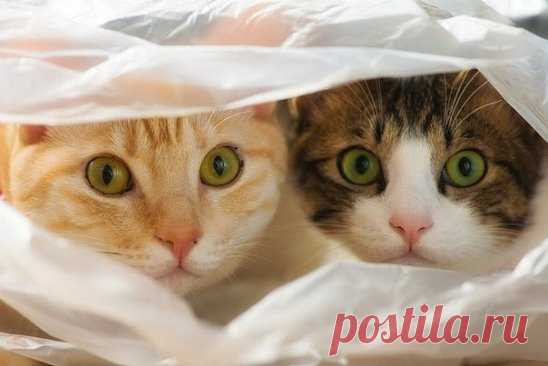 Кухонная разведка в засаде