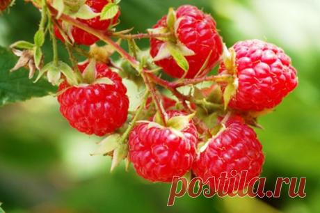 Как получить суперурожай малины и смородины ?