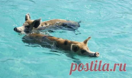 морские свиньи