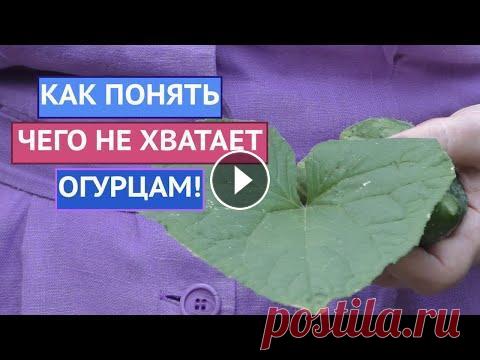 ЧТО СЛУЧИЛОСЬ С ЛИСТЬЯМИ И ПЛОДАМИ ОГУРЦОВ?? ЛЕЧИТЬ ИЛИ КОРМИТЬ? Друзья, рада всех приветствовать на канале Садовый Гид! Сегодня я хочу поговорить с вами об огурцах. Очень часто Вы присылаете мне фото своих скрюченн...