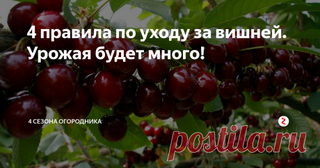 4 правила по уходу за вишней. Урожая будет много! В средней полосе нашей страны многие садоводы жалуются на плохой урожай с вишнёвых деревьев. При этом дело даже не в качестве сорта, и даже не во всевозможных болезнях, которые могут поразить саженцы и деревья. Ведь болезнь – всего лишь следствие угнетения дерева, а не причина. Как садовод с многолетним опытом, я считаю что... Сад и дача. Полезные советы.