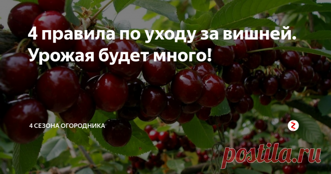 4 правила по уходу за вишней. Урожая будет много! В средней полосе нашей страны многие садоводы жалуются на плохой урожай с вишнёвых деревьев. При этом дело даже не в качестве сорта, и даже не во всевозможных болезнях, которые могут поразить саженцы и деревья. Ведь болезнь – всего лишь следствие угнетения дерева, а не причина. Как садовод с многолетним опытом, я считаю что... Сад и дача. Полезные советы.