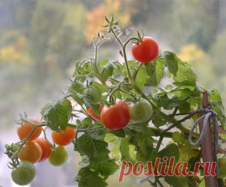 (47) Одноклассники    КАК ВЫРАСТИТЬ ПОМИДОРЫ НЕ ВЫХОДЯ ИЗ КВАРТИРЫ