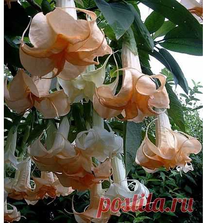 МИР РАСТЕНИЙ. Бругмансия | Хвастунишка
