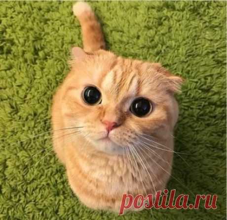 Взгляд кота из Шрека в реальной жизни