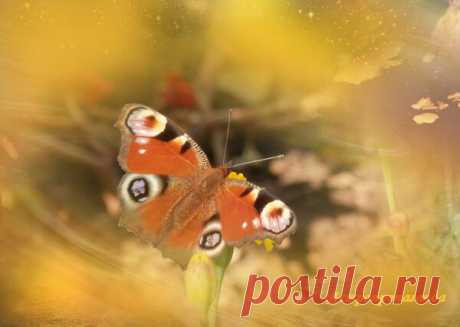 20 февраля 2019. Магия лунных и солнечных суток | Астропропаганда | Яндекс Дзен

Автор: астролог Нина Стрелкова. 
День связан с возвышением и сохранением равновесия. Магия дня: церемонии посвящения, избавление от ментального негатива, навязчивых идей, страхов, очищение водой. Гадания дня: в этот день хорошо задавать вопросы, касающиеся карьеры, социального статуса, материального положения. Счастливые сны этого дня: хорошо в этот день до восхода солнца во сне видеть любых птиц...