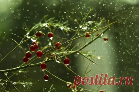 macro