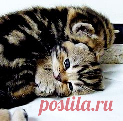 Котята, щенята, разные зверята - анимашки
